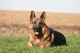 BERGER ALLEMAND 1335